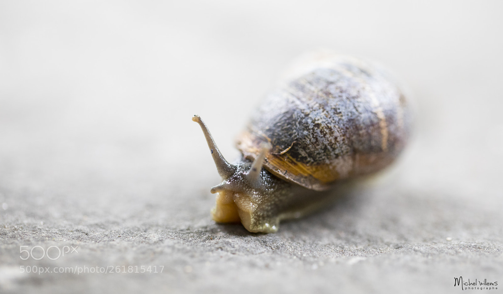 Canon EOS 5D Mark IV sample photo. Snail photography