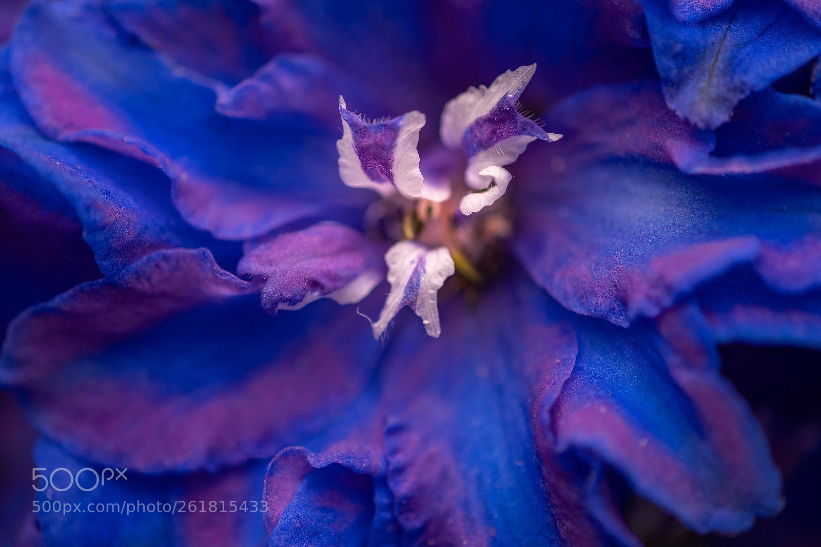 Nikon D500 sample photo. Deep purple photography