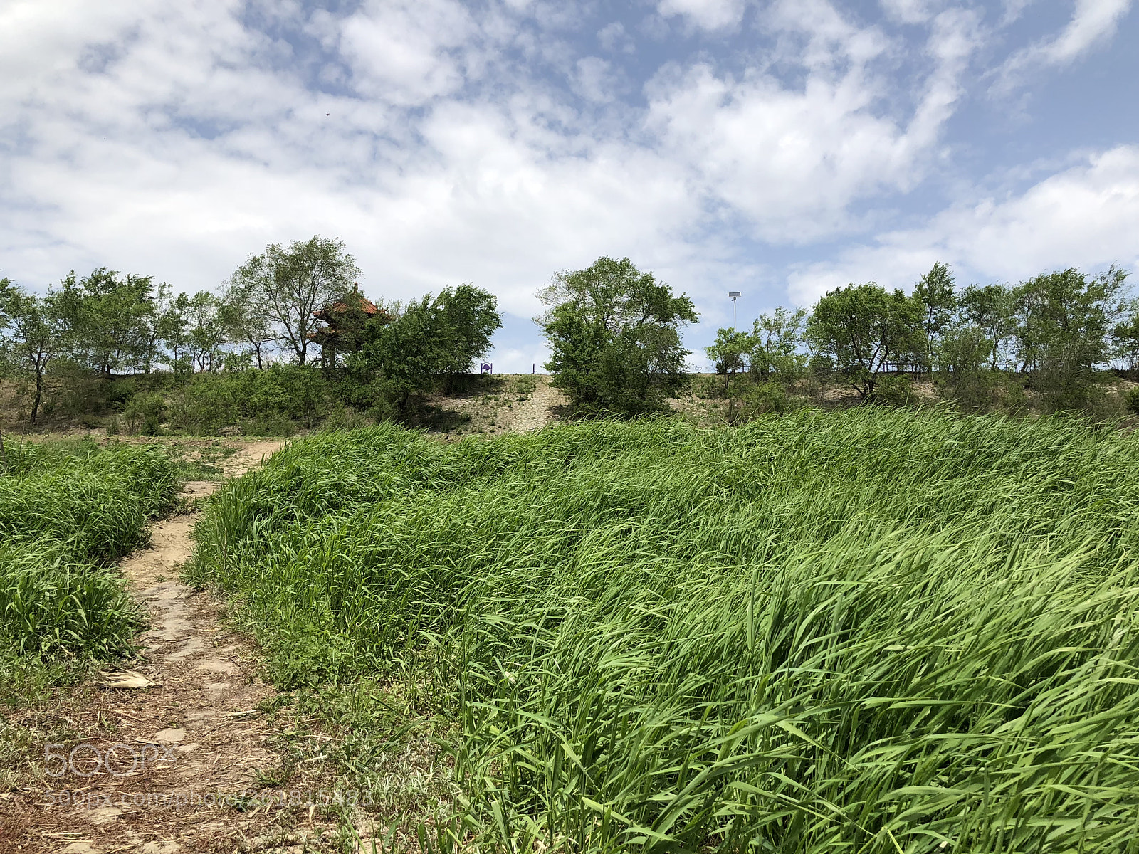 Apple iPhone X sample photo. Windy noon photography