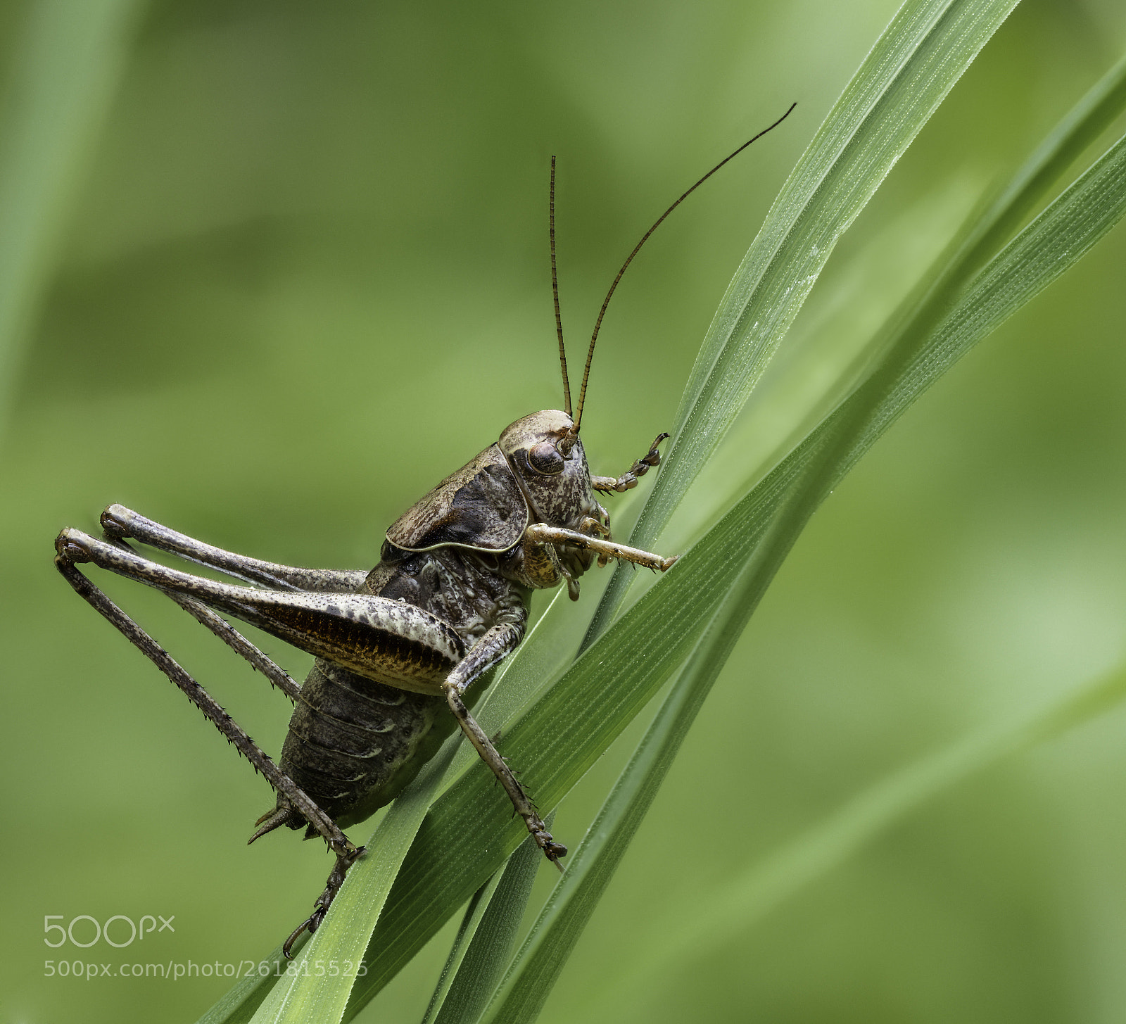 Olympus OM-D E-M1 Mark II sample photo. Grasshopper photography