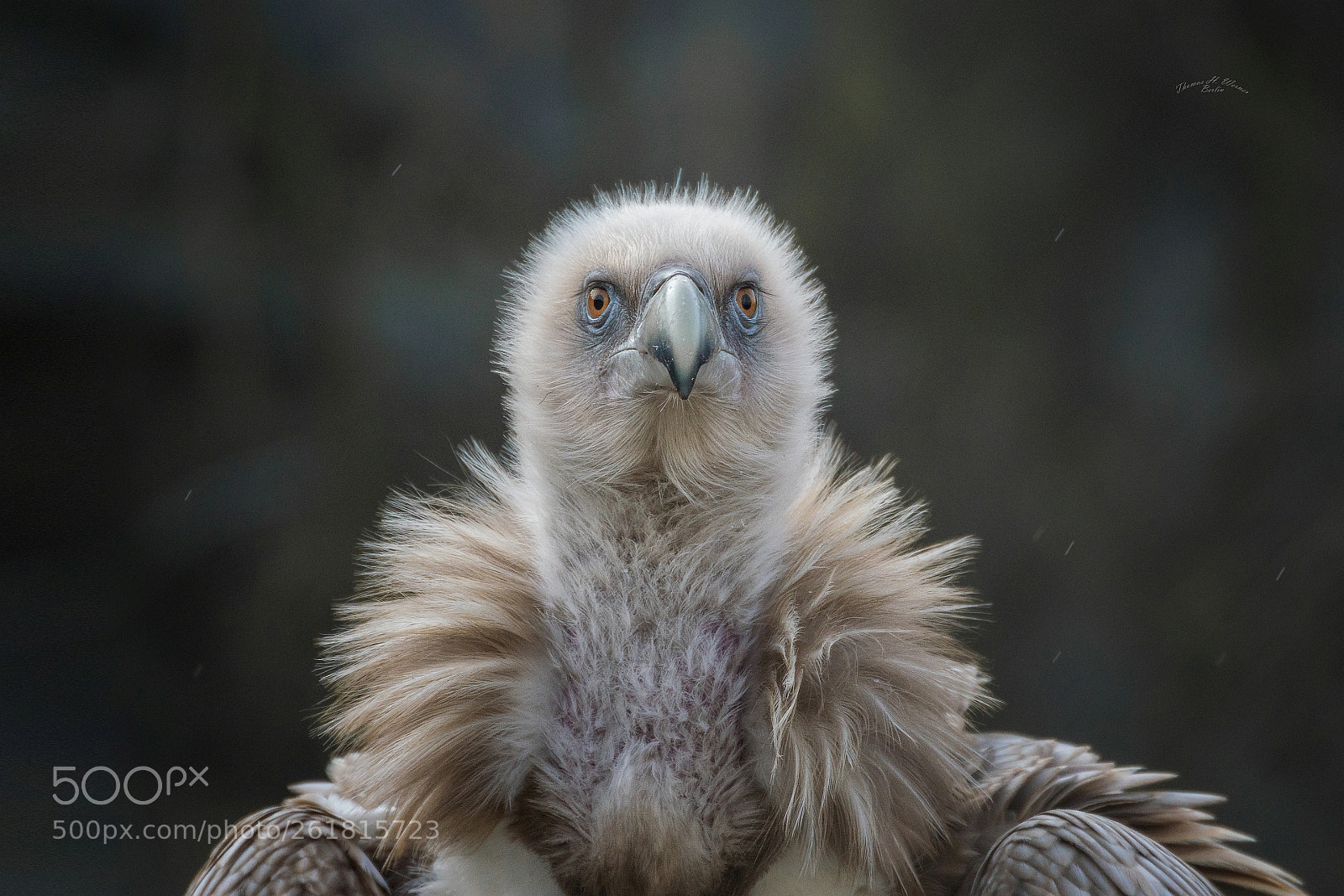 Sony ILCA-77M2 sample photo. Griffon photography