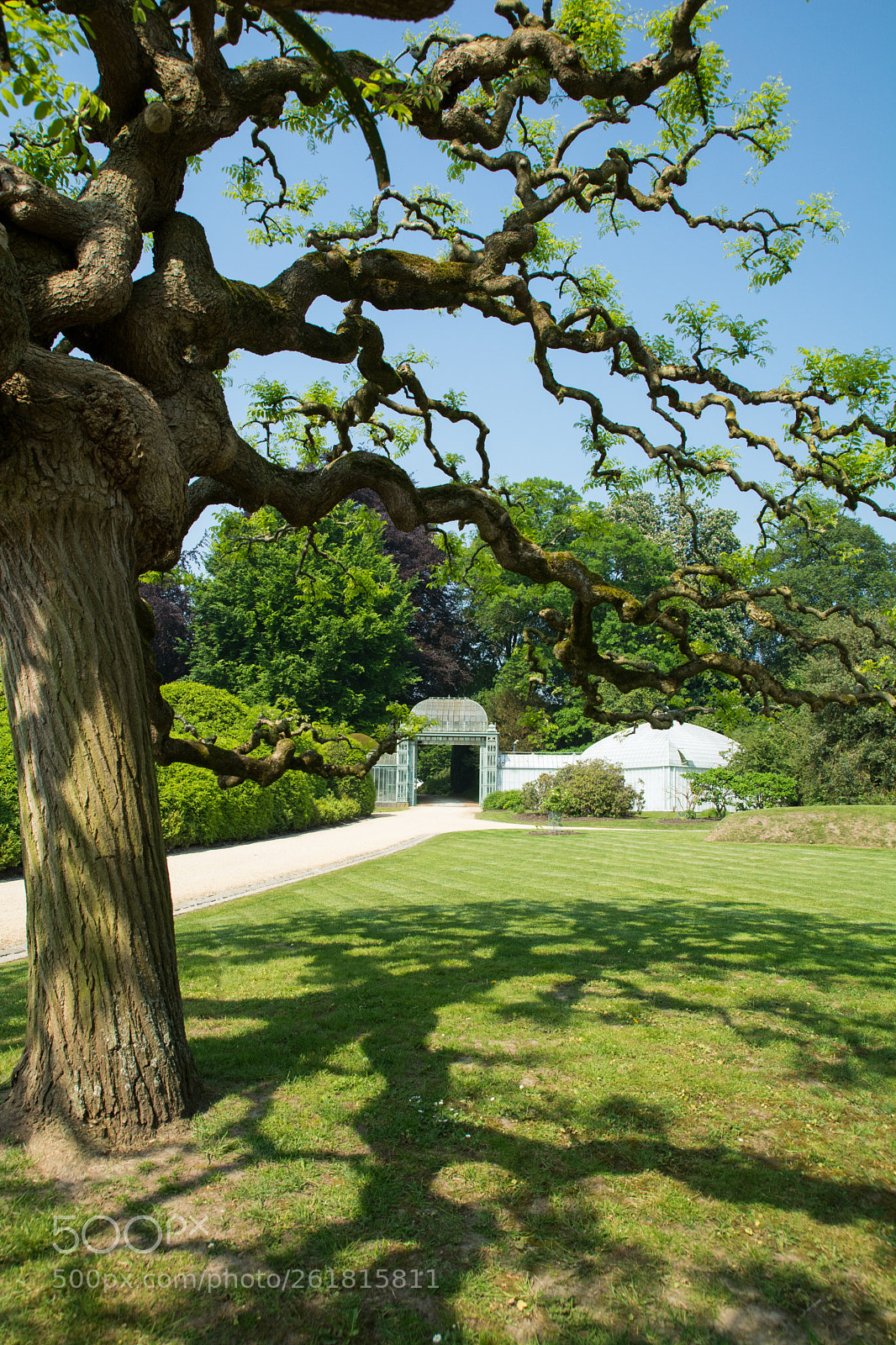 Nikon D7100 sample photo. Arbre tortueux photography