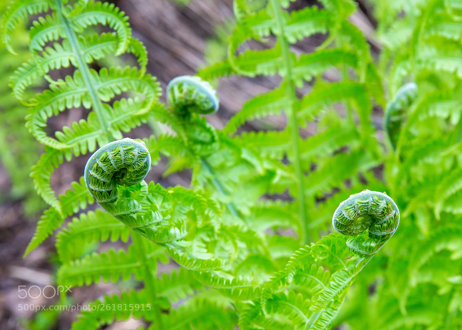 Canon EOS 6D sample photo. Ostrich fern photography