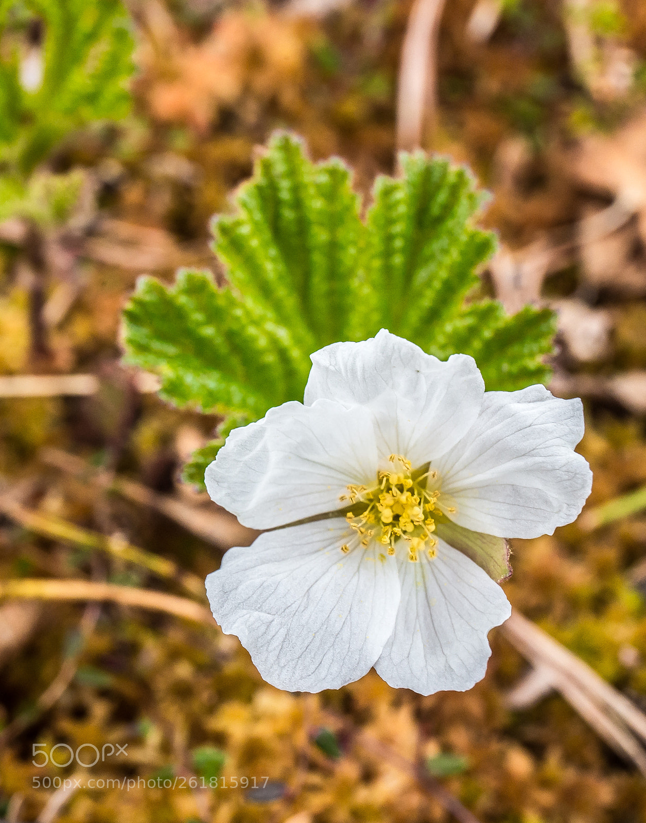 Canon EOS 6D sample photo. Blooming cloudberry photography