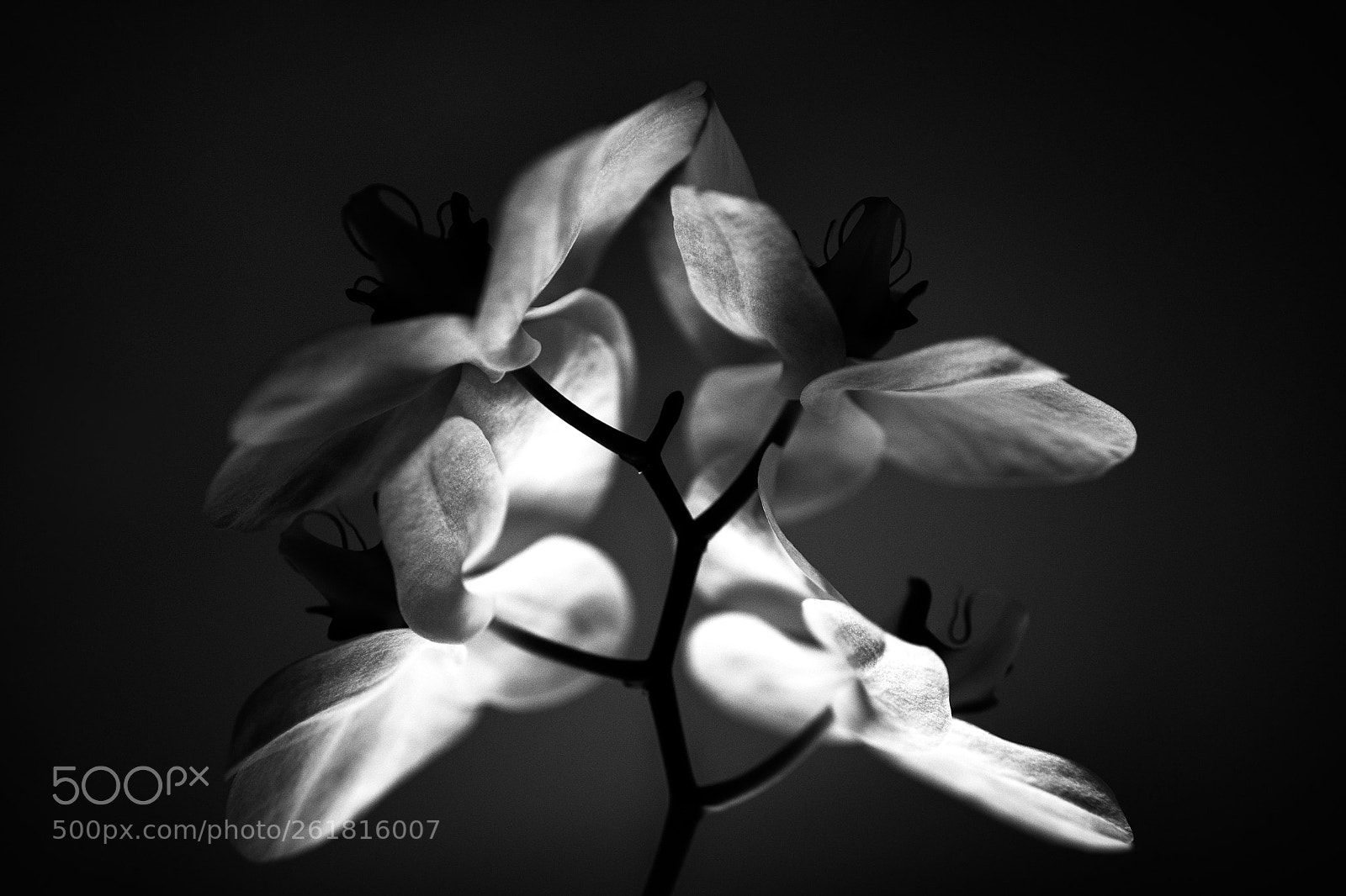 Nikon D750 sample photo. _ orchidacaea photography