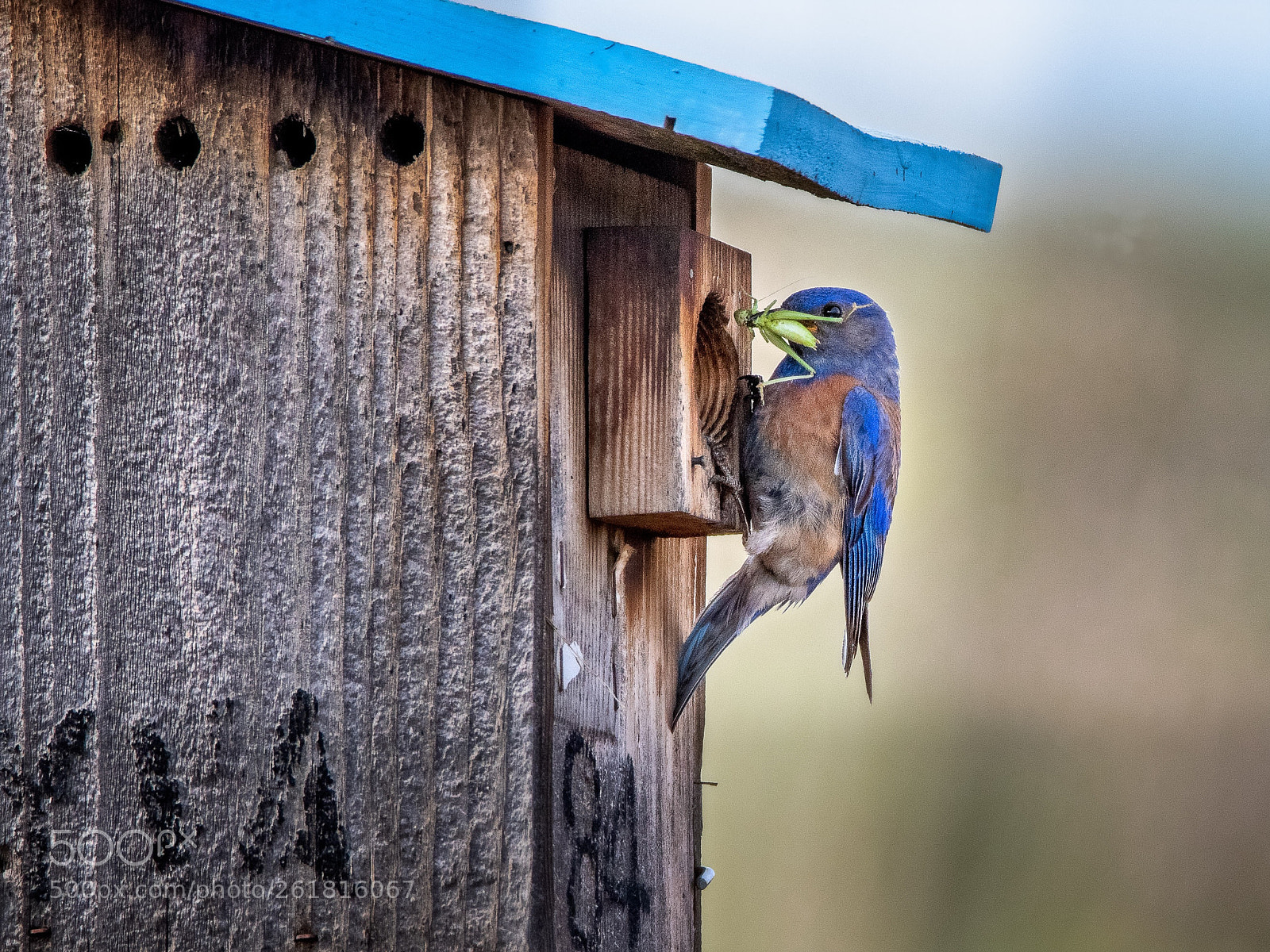 Nikon D500 sample photo. Yummy grasshopper photography
