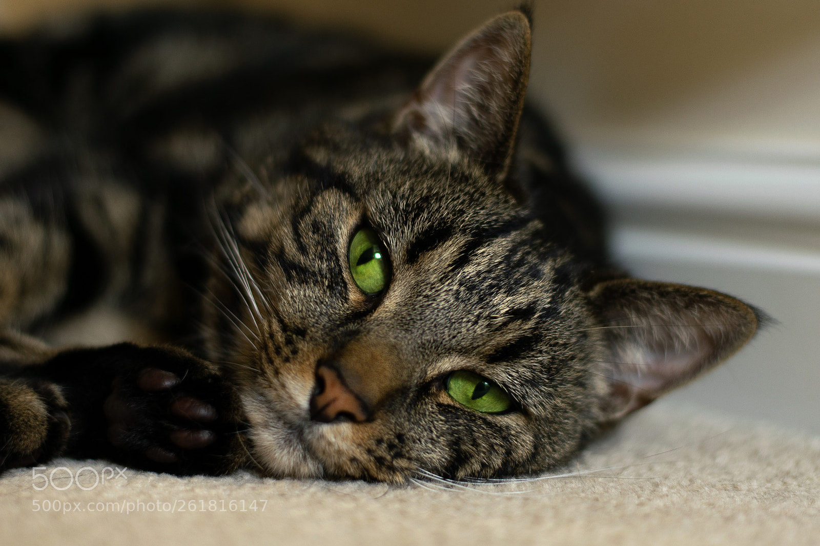 Nikon D3300 sample photo. Pretty green eyes photography
