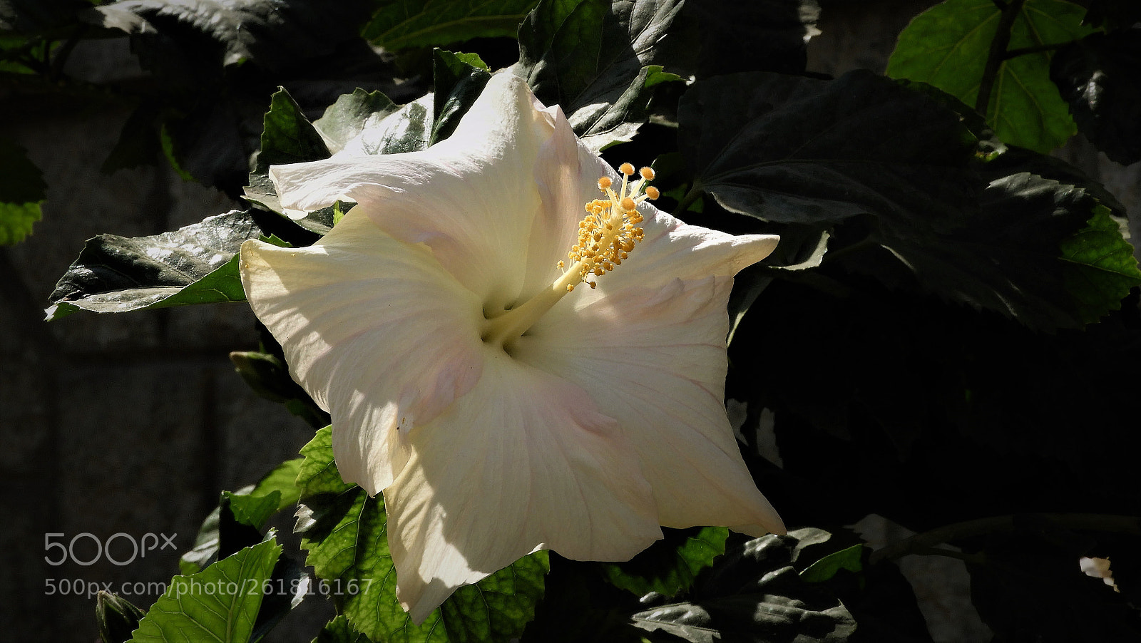 Nikon Coolpix B700 sample photo. Hibiscus photography