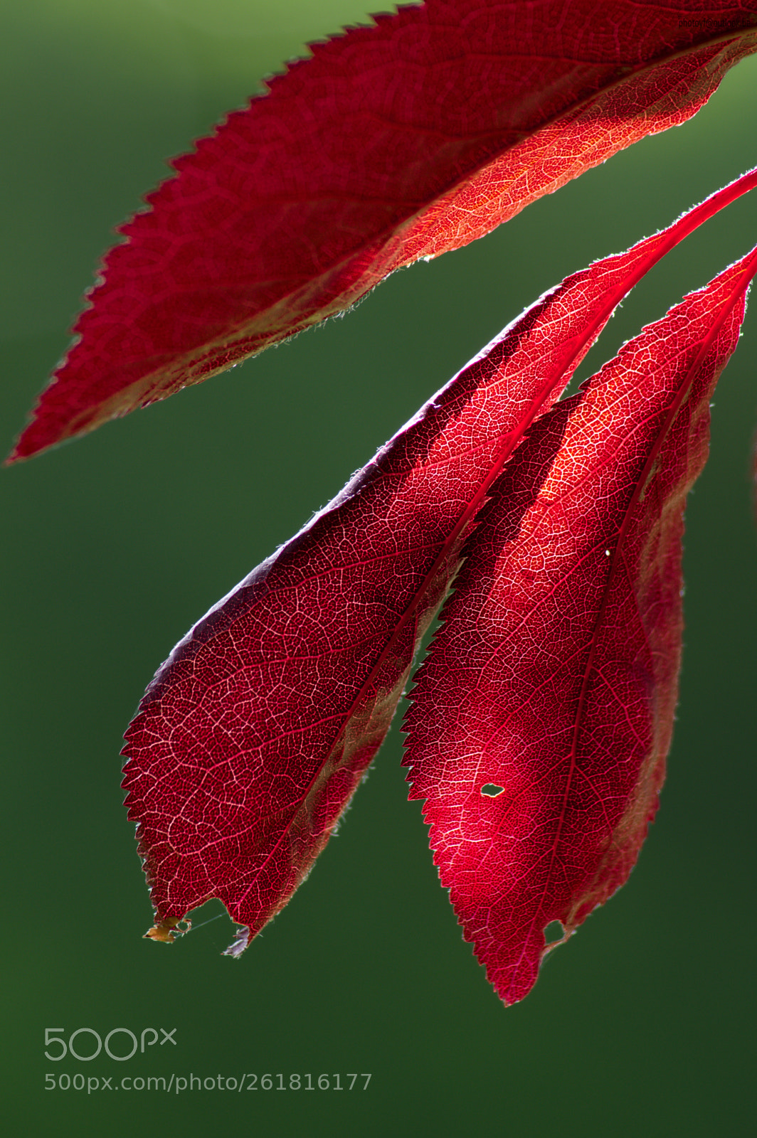 Pentax K-3 sample photo. Simplicity 3 photography