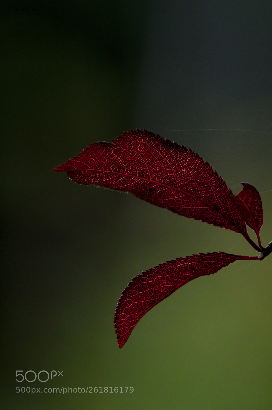 Pentax K-3 sample photo. Simplicity 2 photography