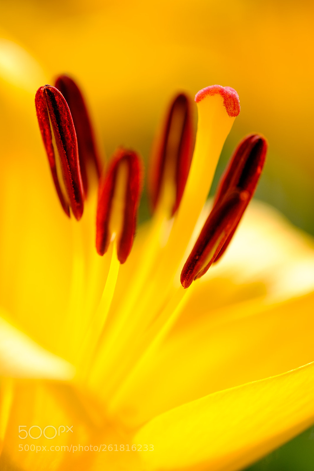 Fujifilm X-T1 sample photo. Lily. photography