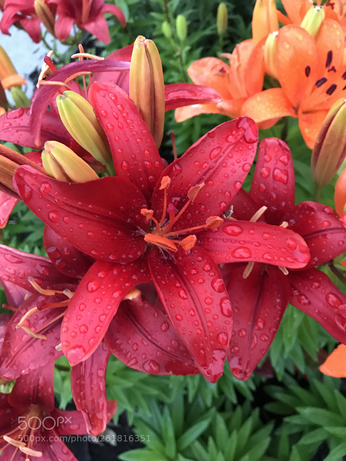 Apple iPhone 7 sample photo. Rainy days photography