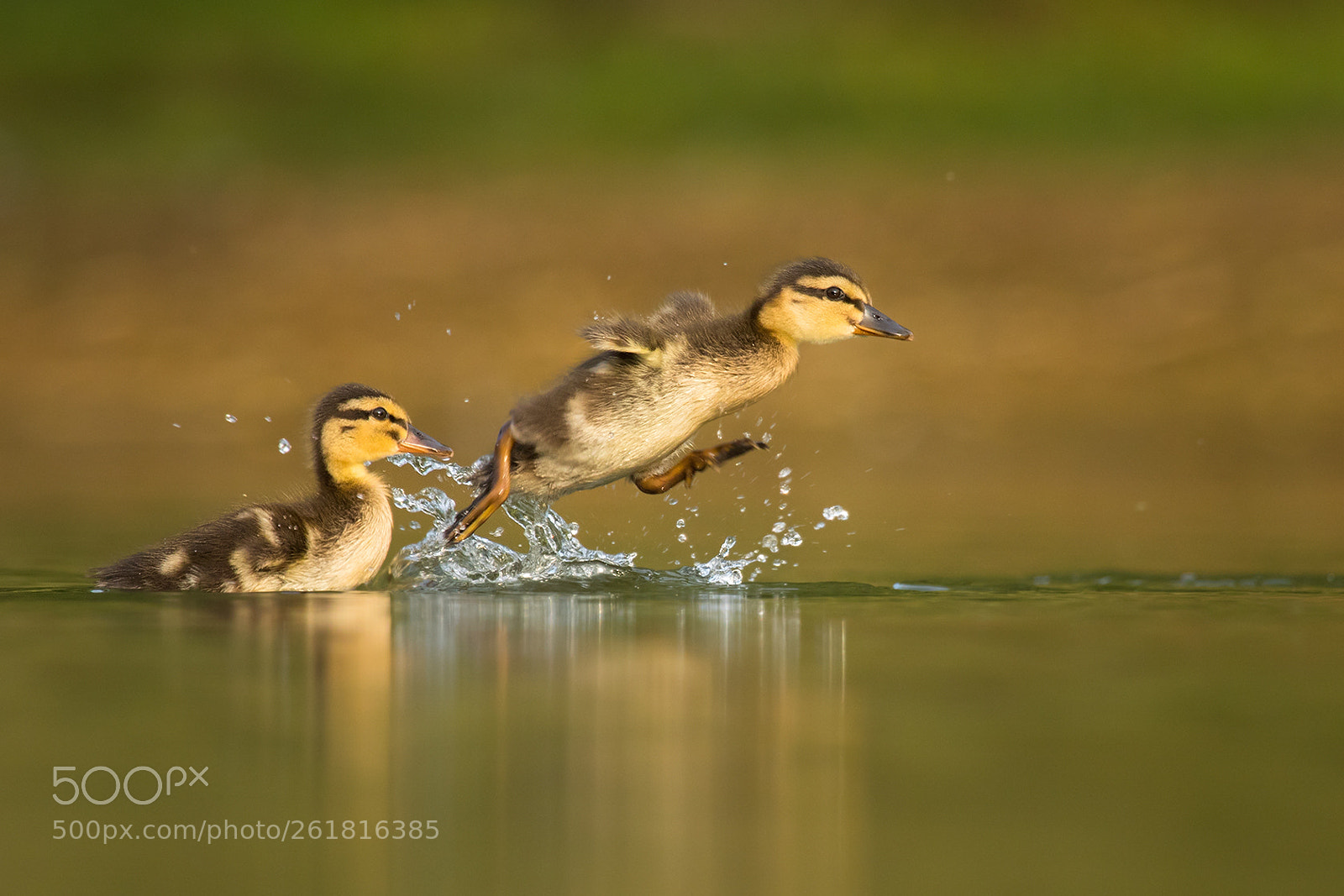 Canon EOS 7D Mark II sample photo. Ducks photography
