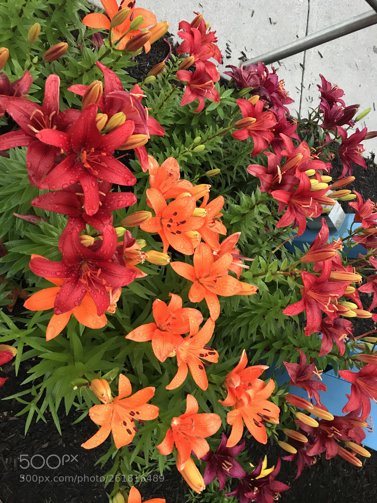Apple iPhone 7 sample photo. Rainbow in spring  photography