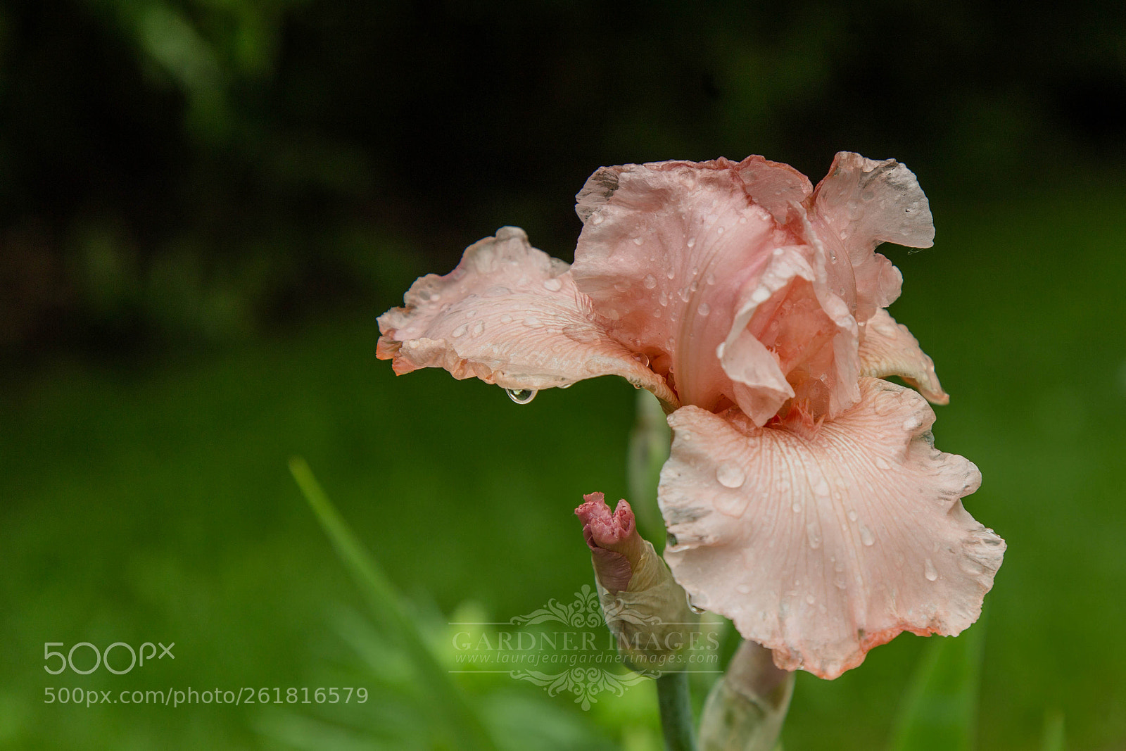 Canon EOS 6D sample photo. Web iris photography