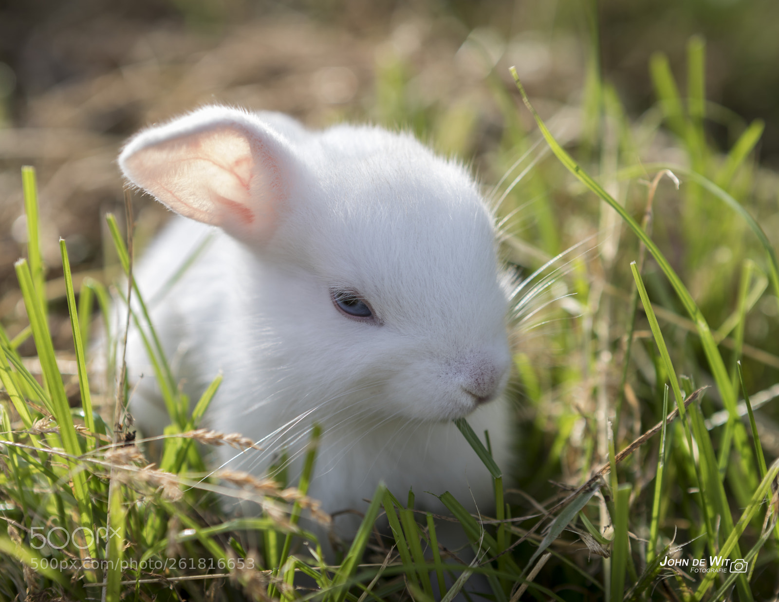 Canon EOS 6D Mark II sample photo. Just a rabbit....... photography