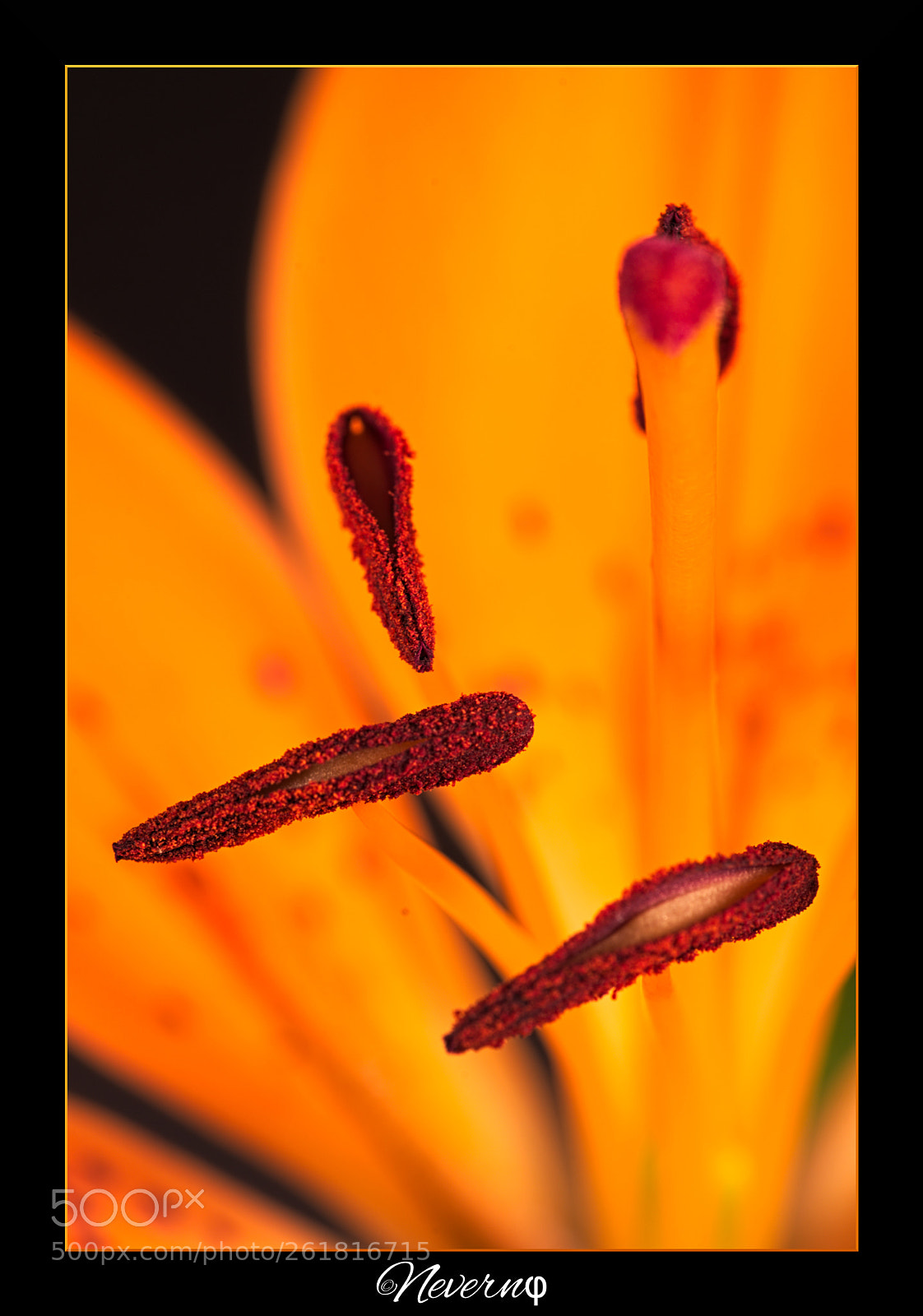 Pentax K-S2 sample photo. Oriental lily photography