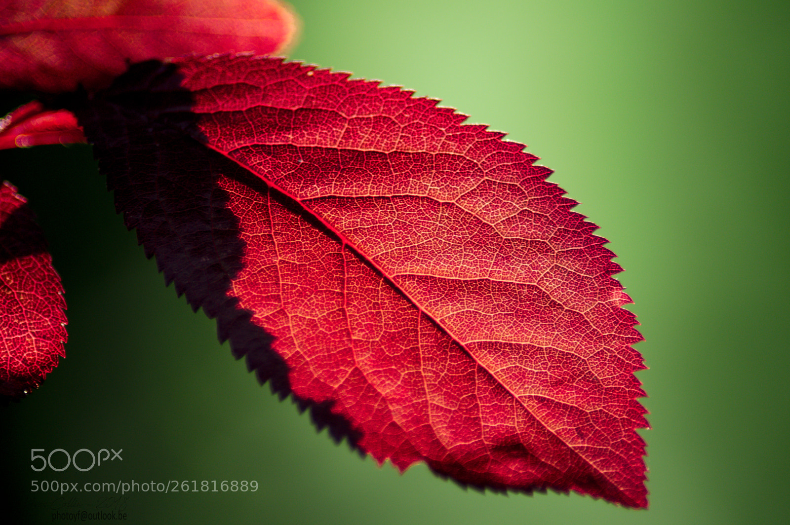 Pentax K-3 sample photo. Simplicity 1 photography