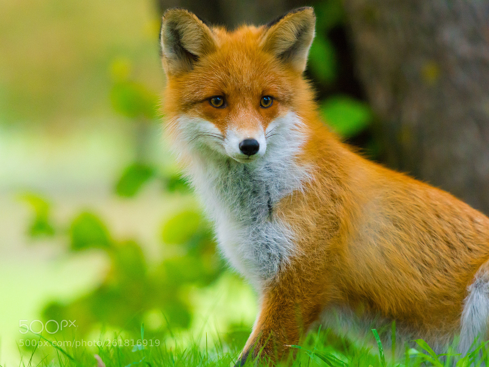 Nikon D7100 sample photo. Foxyyy photography