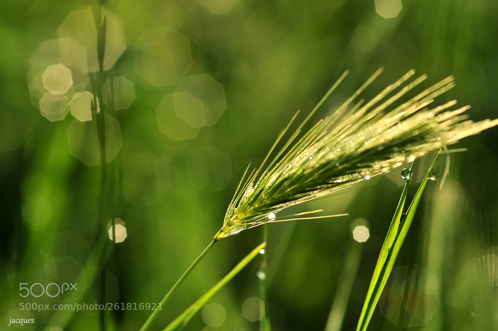 Nikon D300 + Sigma 105mm F2.8 EX DG Macro sample photo. Grass photography