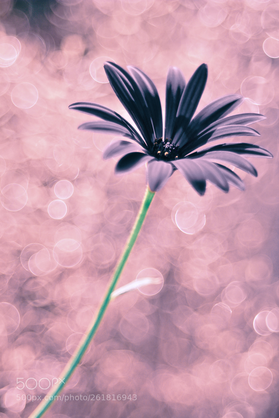 Canon EOS 60D sample photo. Fullsizeoutput f photography