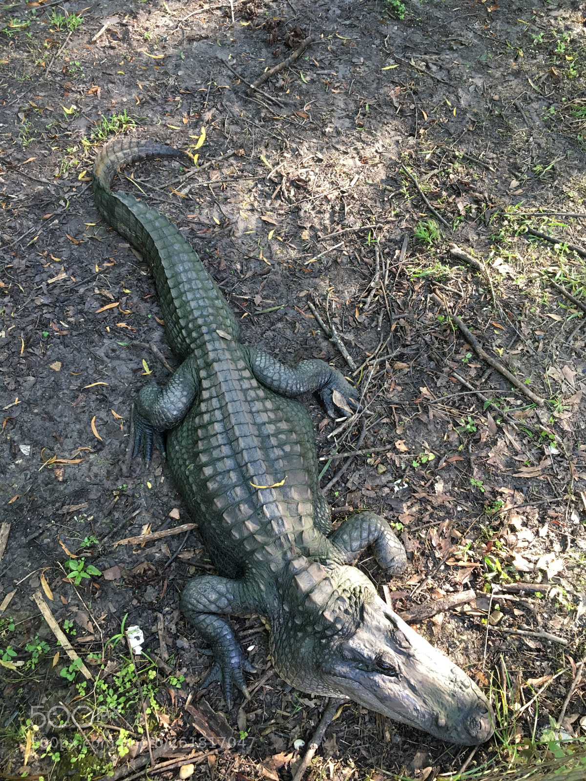 Apple iPhone 6s sample photo. Louisiana alligator photography