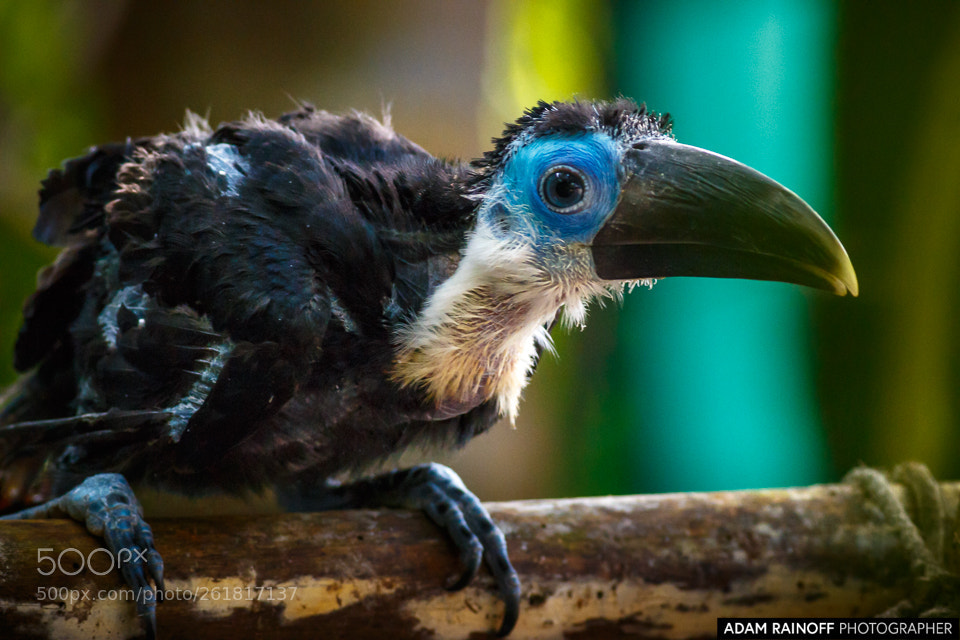 Canon EOS 70D sample photo. Juvenile white throated toucan photography