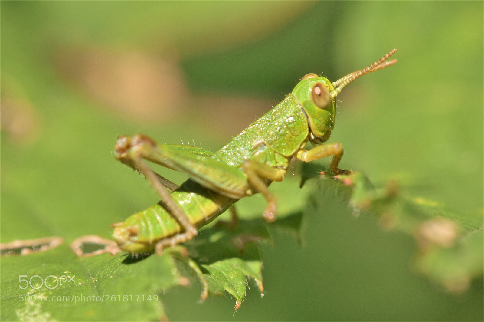 Nikon D3300 sample photo. Green jumper photography