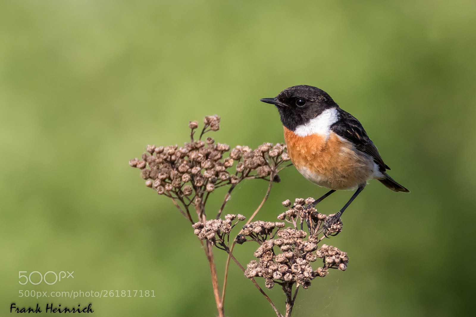 Canon EOS 80D sample photo. Saxicola rubicola / stonechat photography