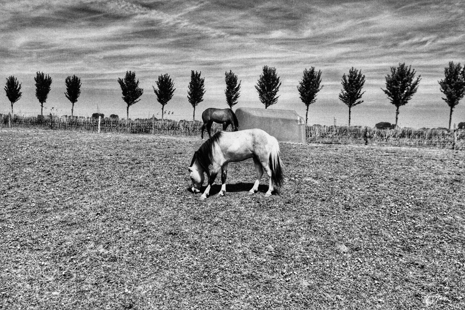 Nikon D7200 sample photo. Horses  photography