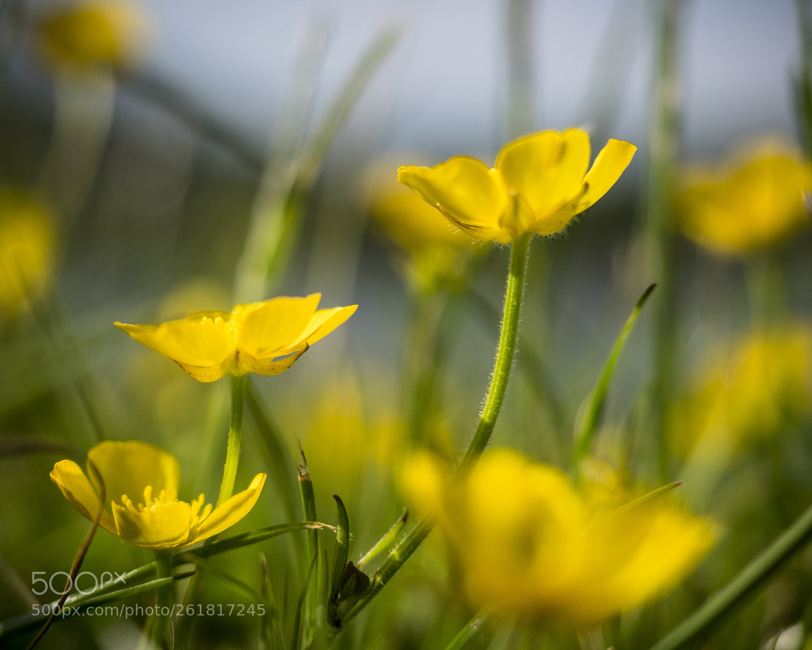 Olympus OM-D E-M1 sample photo. Buttercups photography