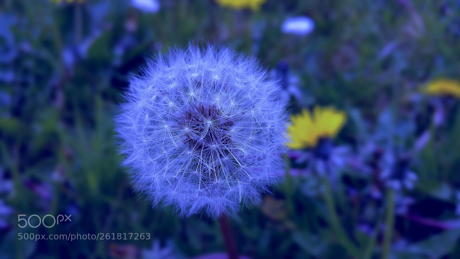 OnePlus A3003 sample photo. Flourishing  photography