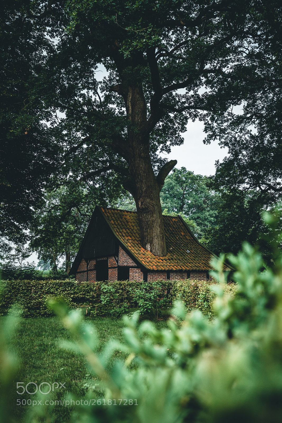 Sony a7R III sample photo. Tree house or house photography