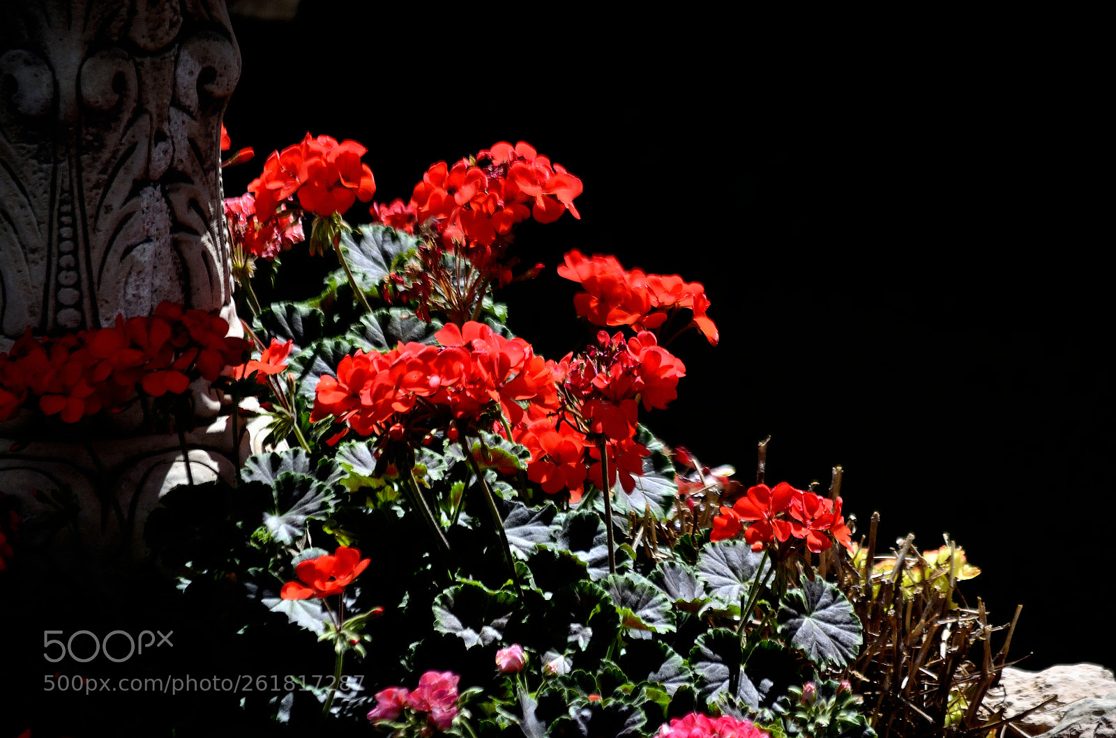 Nikon D5100 sample photo. Dsc photography