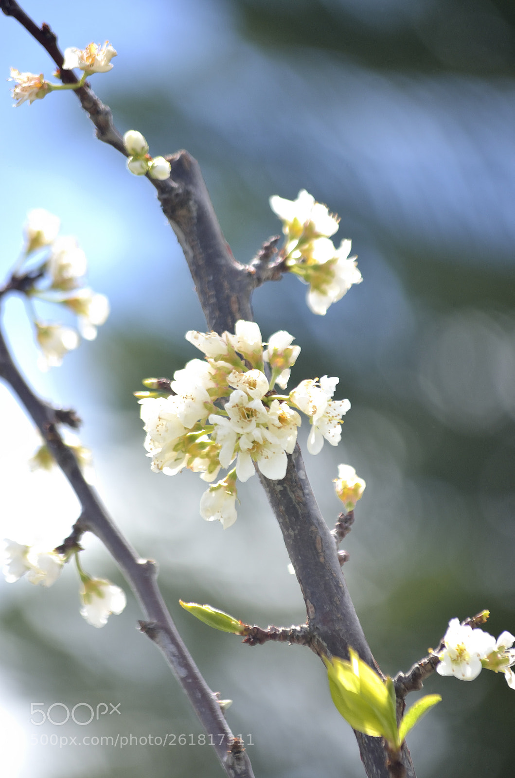 Nikon D5100 + Nikon AF-S DX Nikkor 55-200mm F4-5.6G VR sample photo. Dsc photography