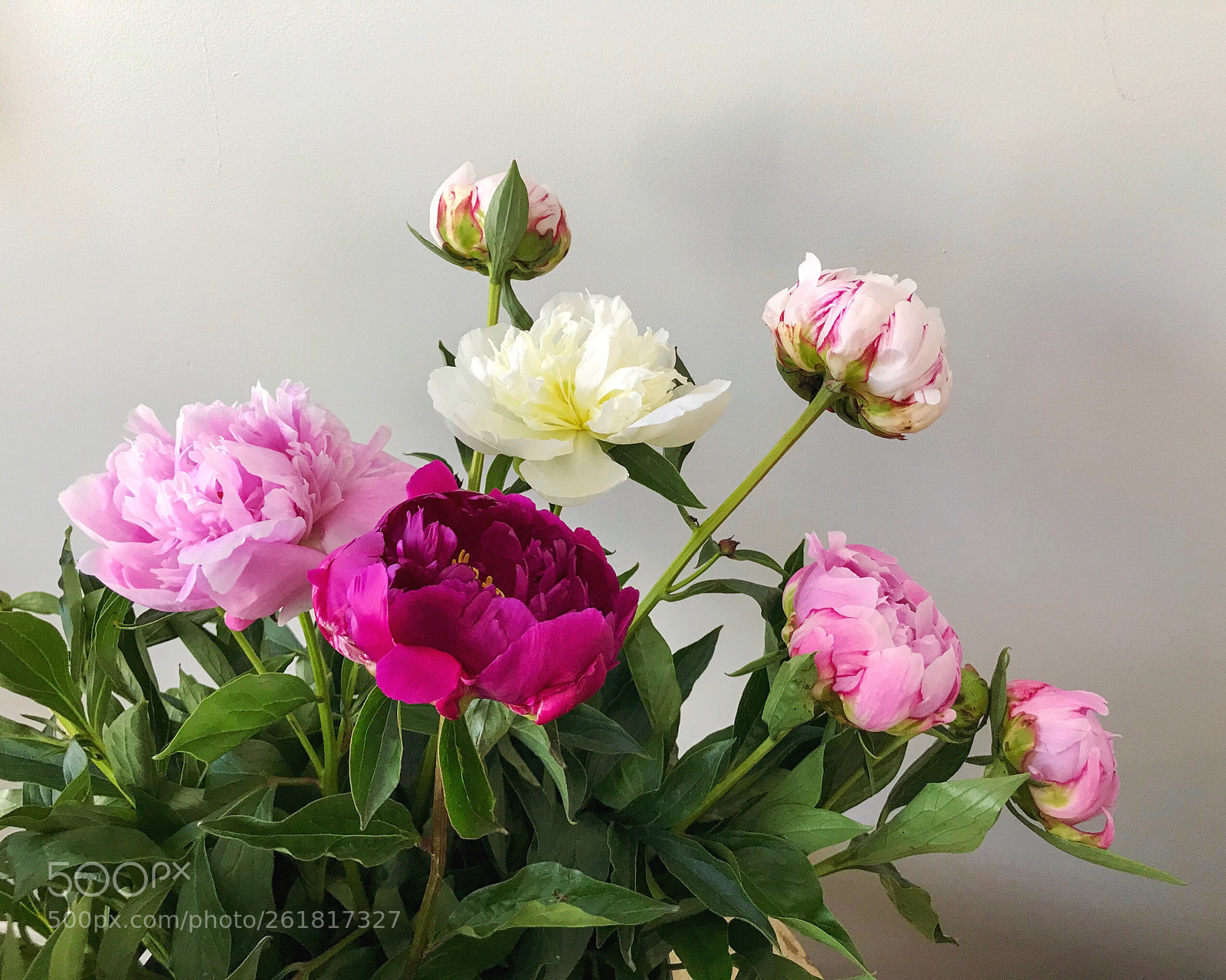 Apple iPhone 7 Plus sample photo. Beautiful peonies photography