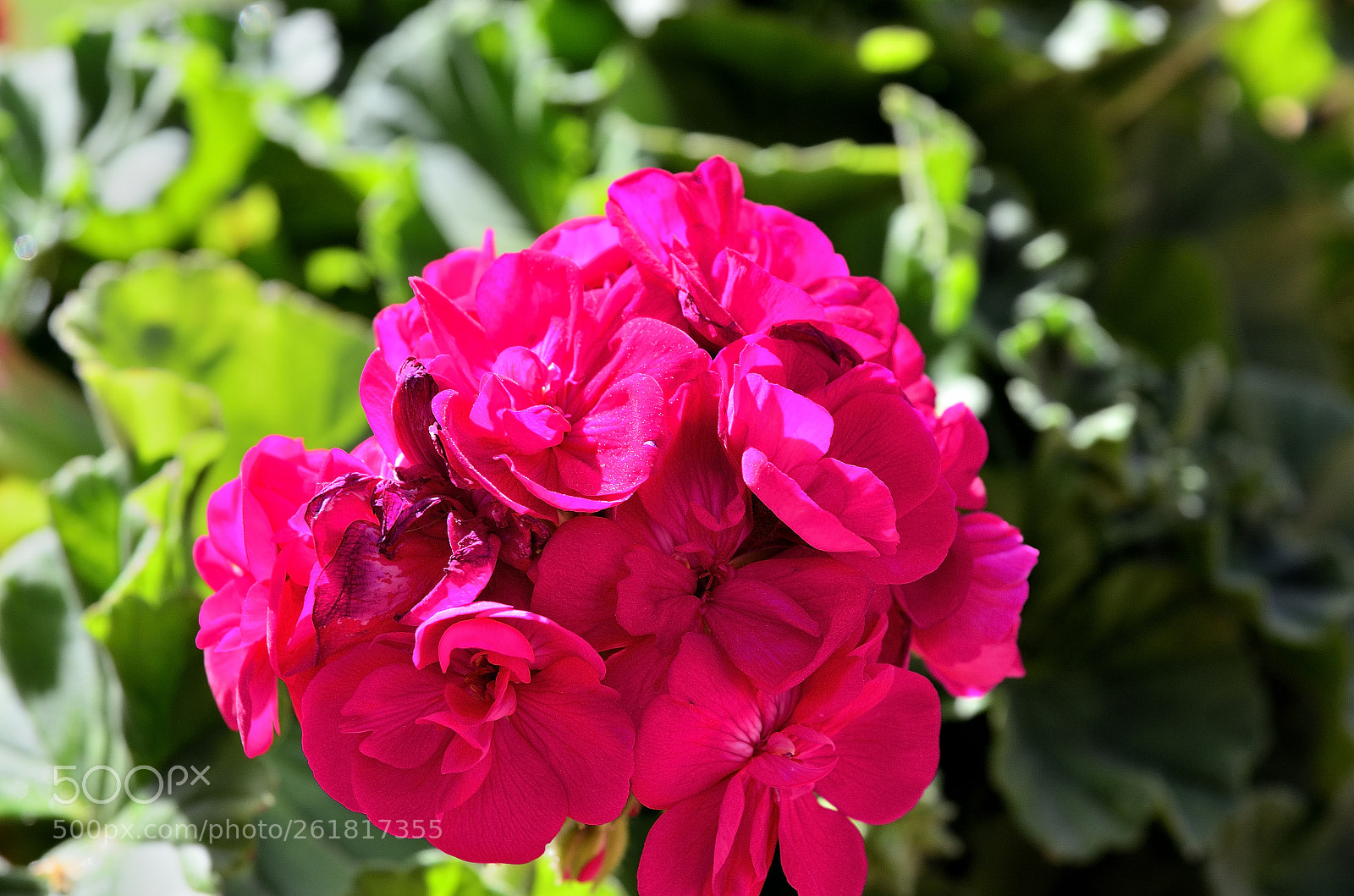 Nikon D5100 sample photo. Dsc photography