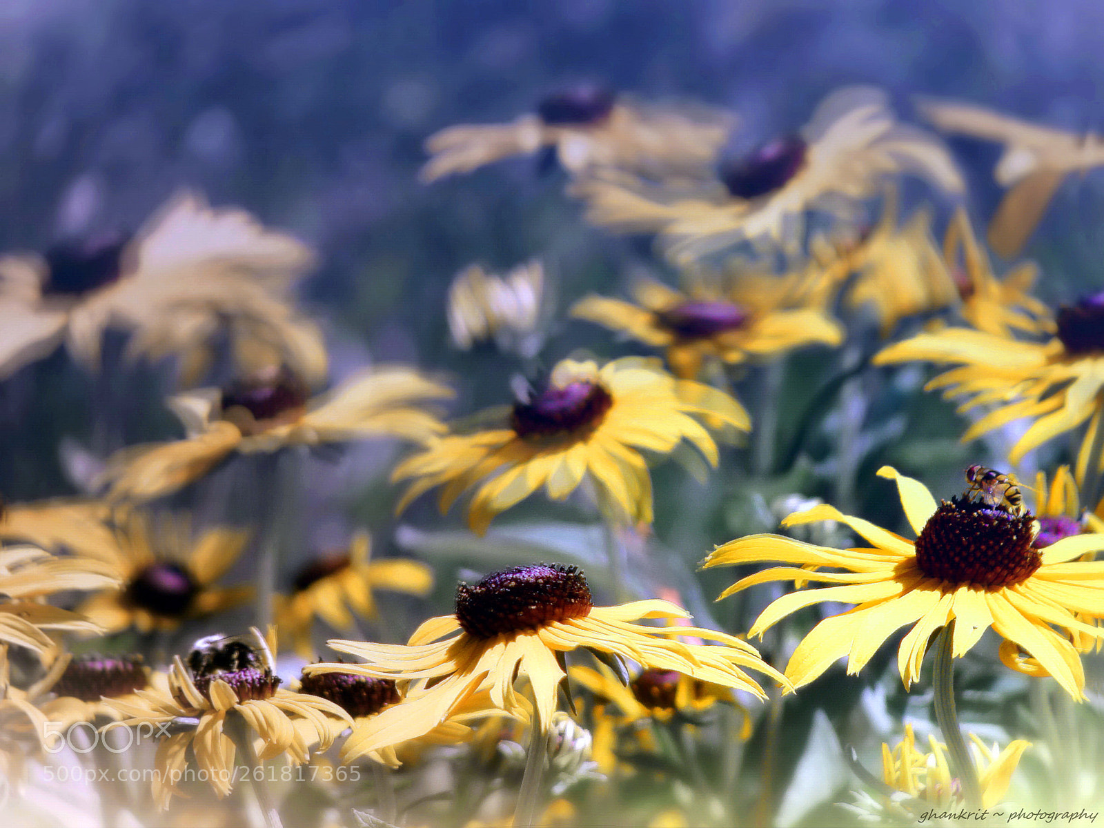 Sony Cyber-shot DSC-H10 sample photo. Yellow day.. photography
