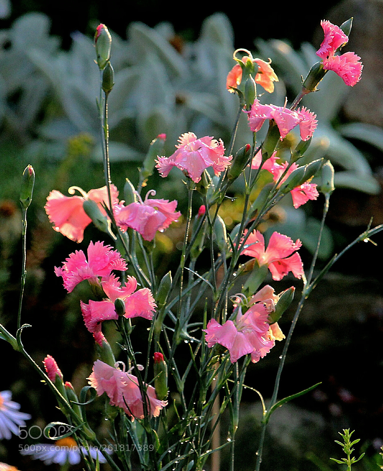 Canon EOS 100D (EOS Rebel SL1 / EOS Kiss X7) sample photo. Untitled photography