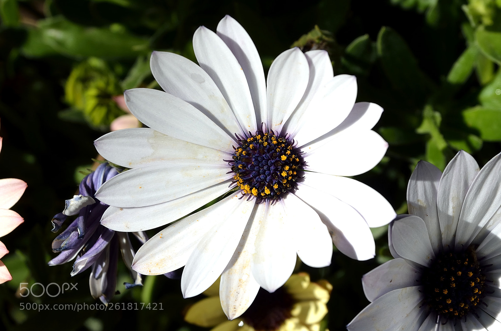 Nikon D5100 sample photo. Dsc photography