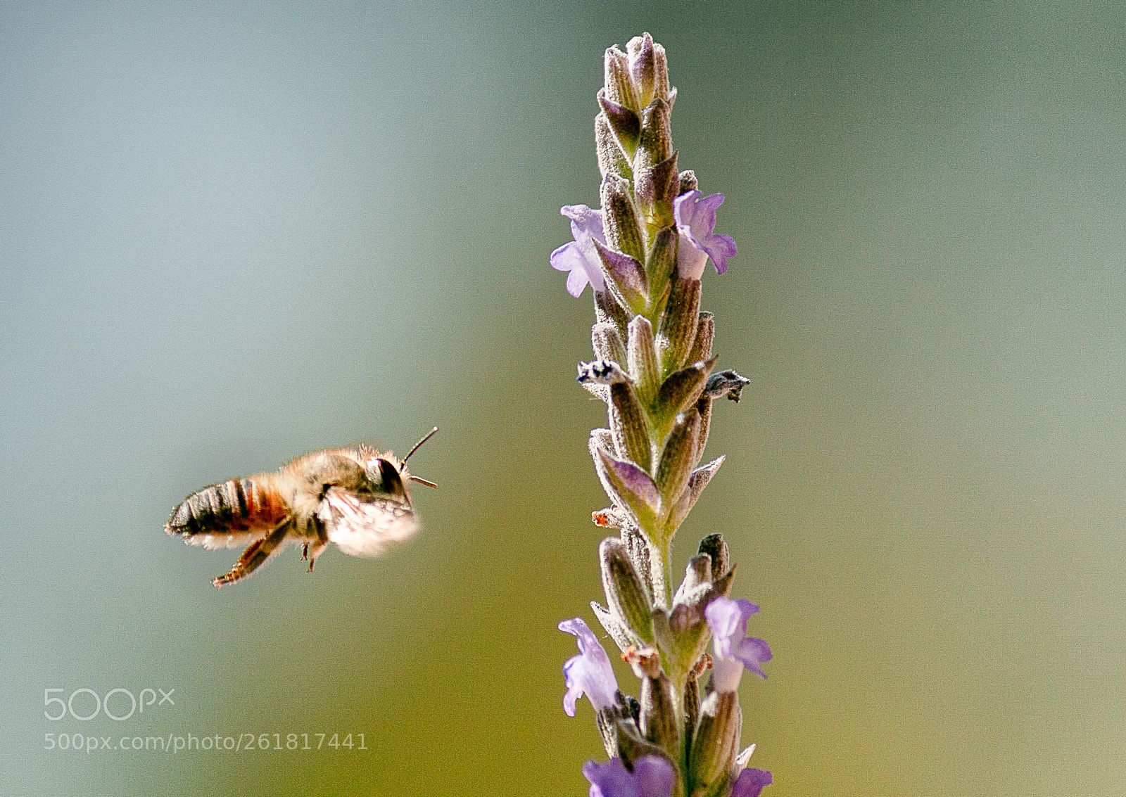 Canon EOS 70D sample photo. Bee &  lavender photography