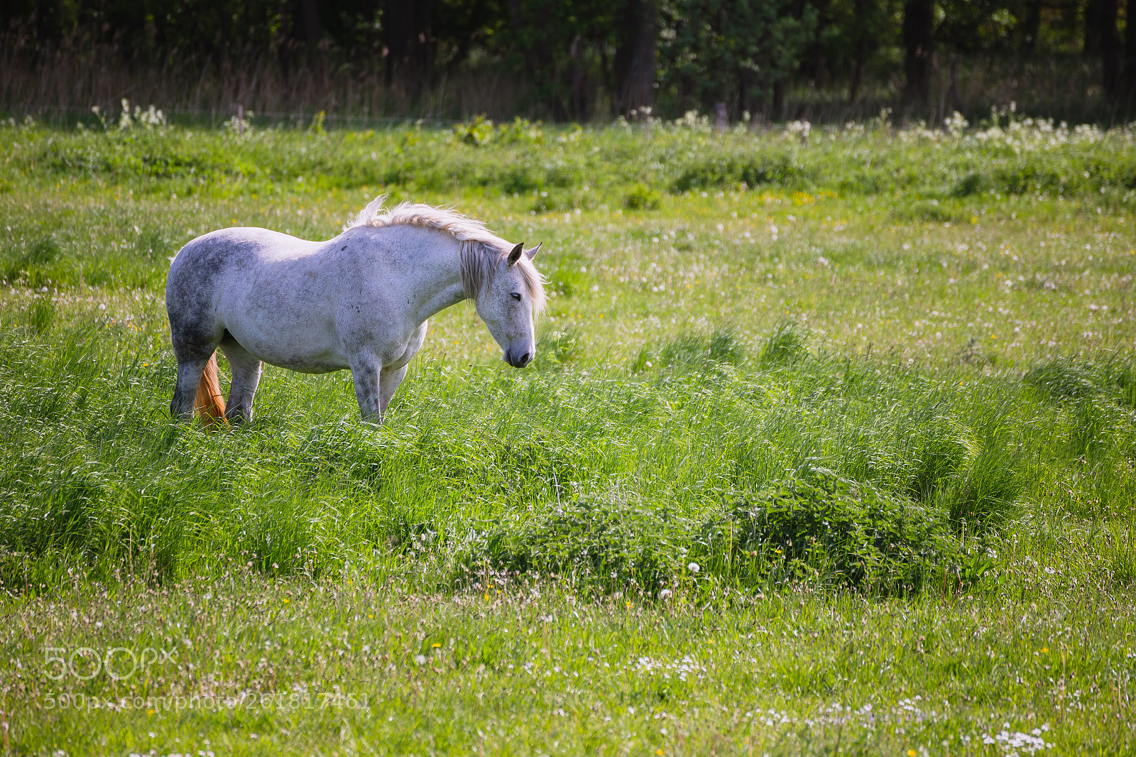 Canon EOS 6D sample photo. Denmark's horse photography