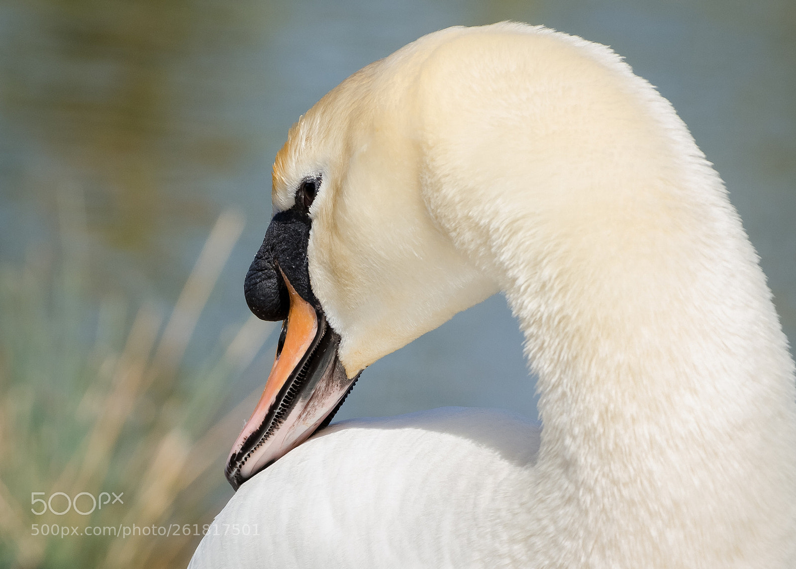 Nikon D7000 sample photo. White swan photography