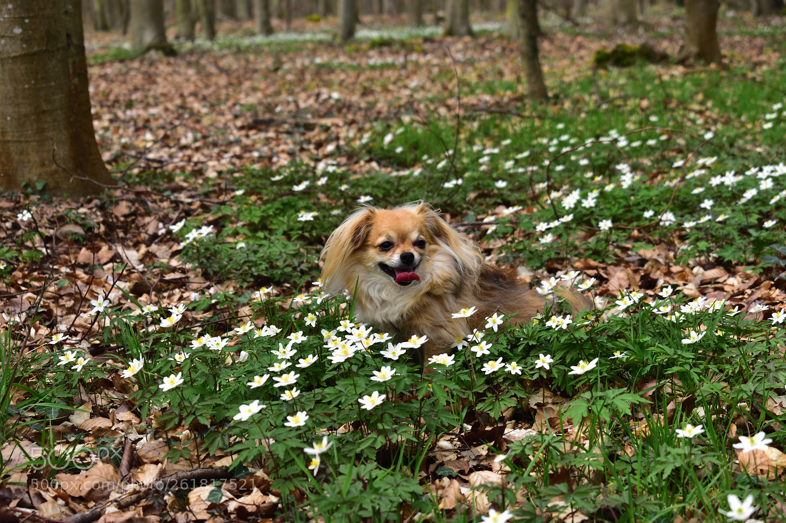 Nikon D3400 sample photo. Dog in the wood. photography