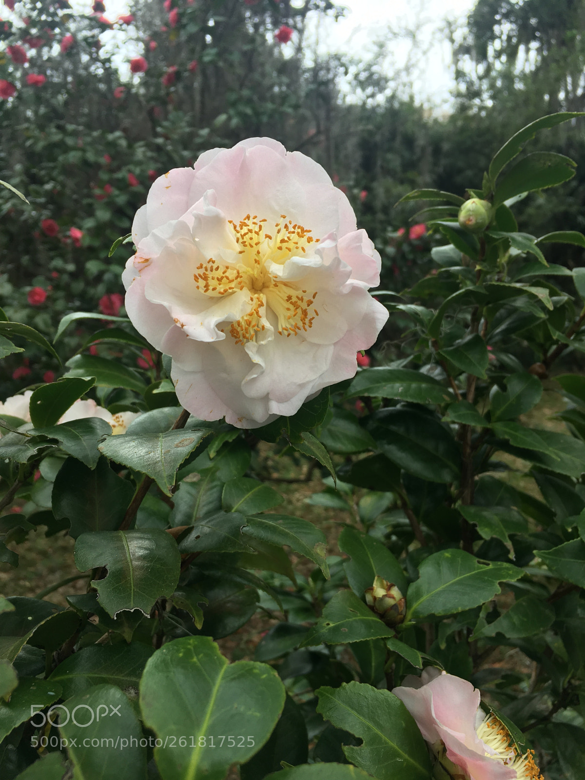 Apple iPhone 6s sample photo. Camellia flower photography