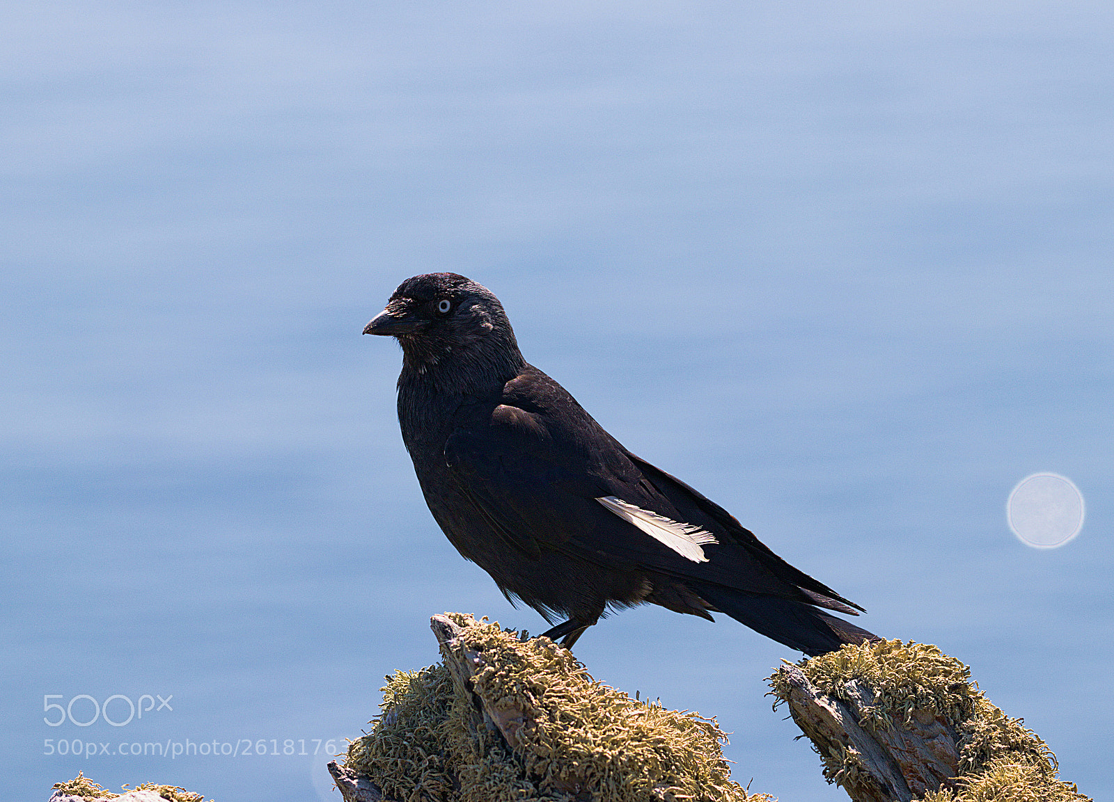 Canon EOS 77D (EOS 9000D / EOS 770D) sample photo. Crow photography