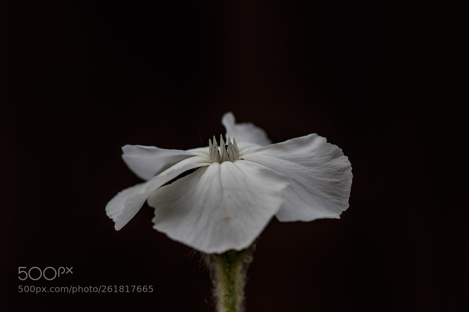 Canon EOS 7D Mark II sample photo. White flower photography