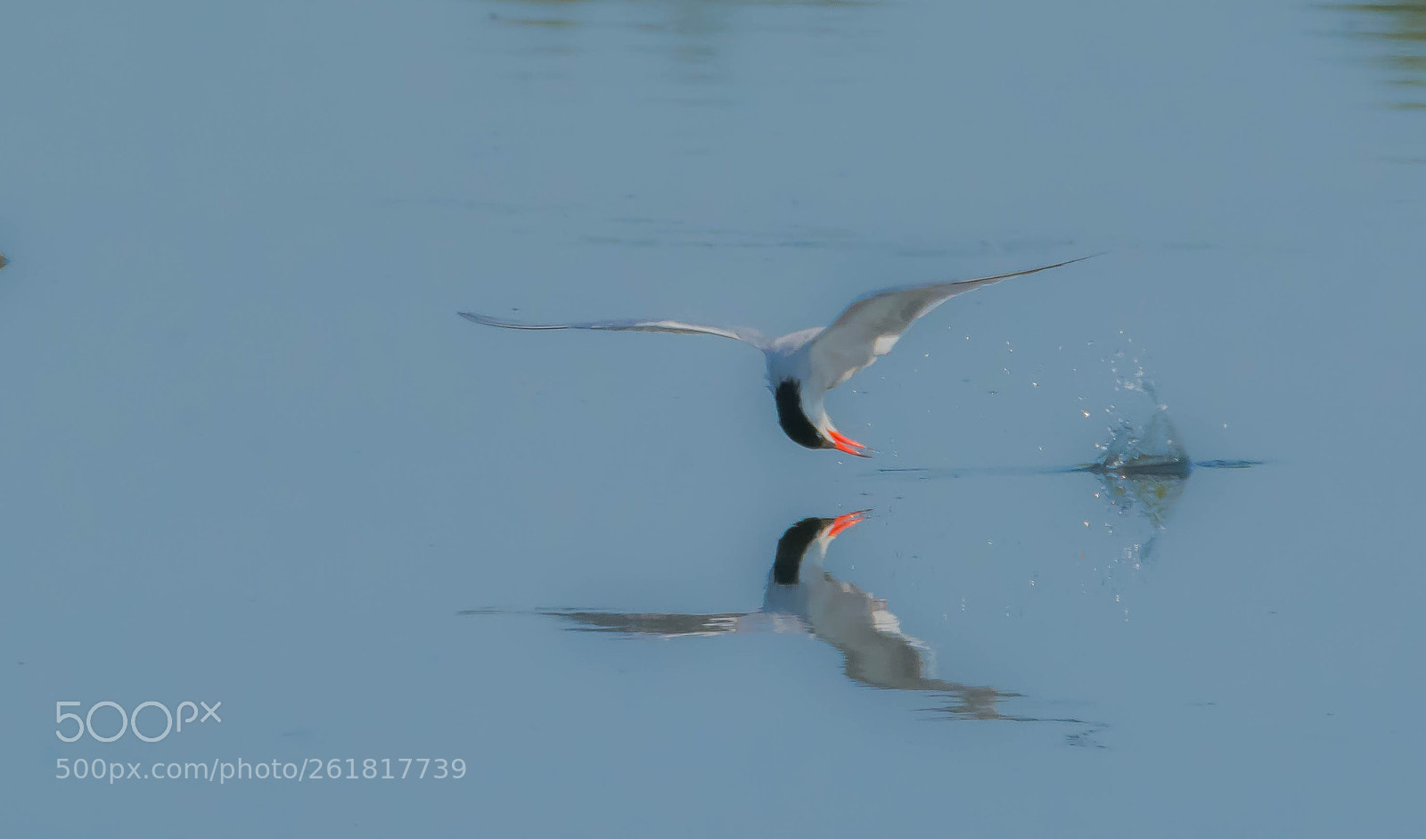 Nikon D7100 sample photo. Tern [ around ]. photography