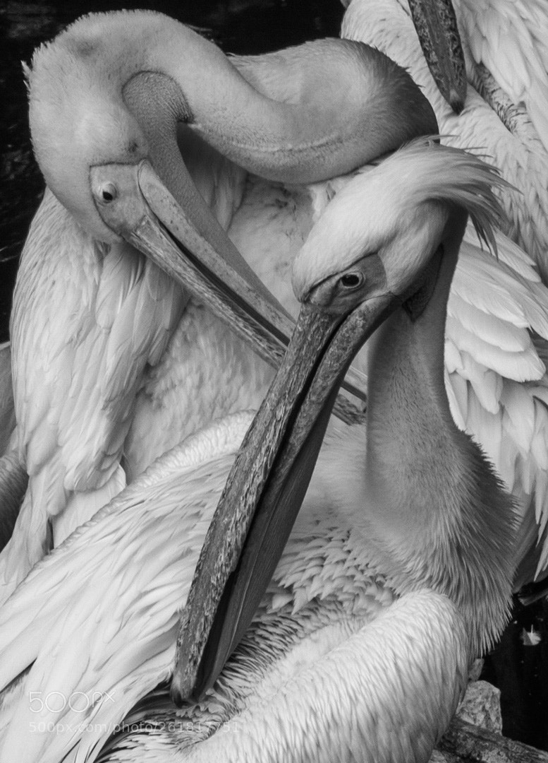 Olympus OM-D E-M1 sample photo. Pelicans photography
