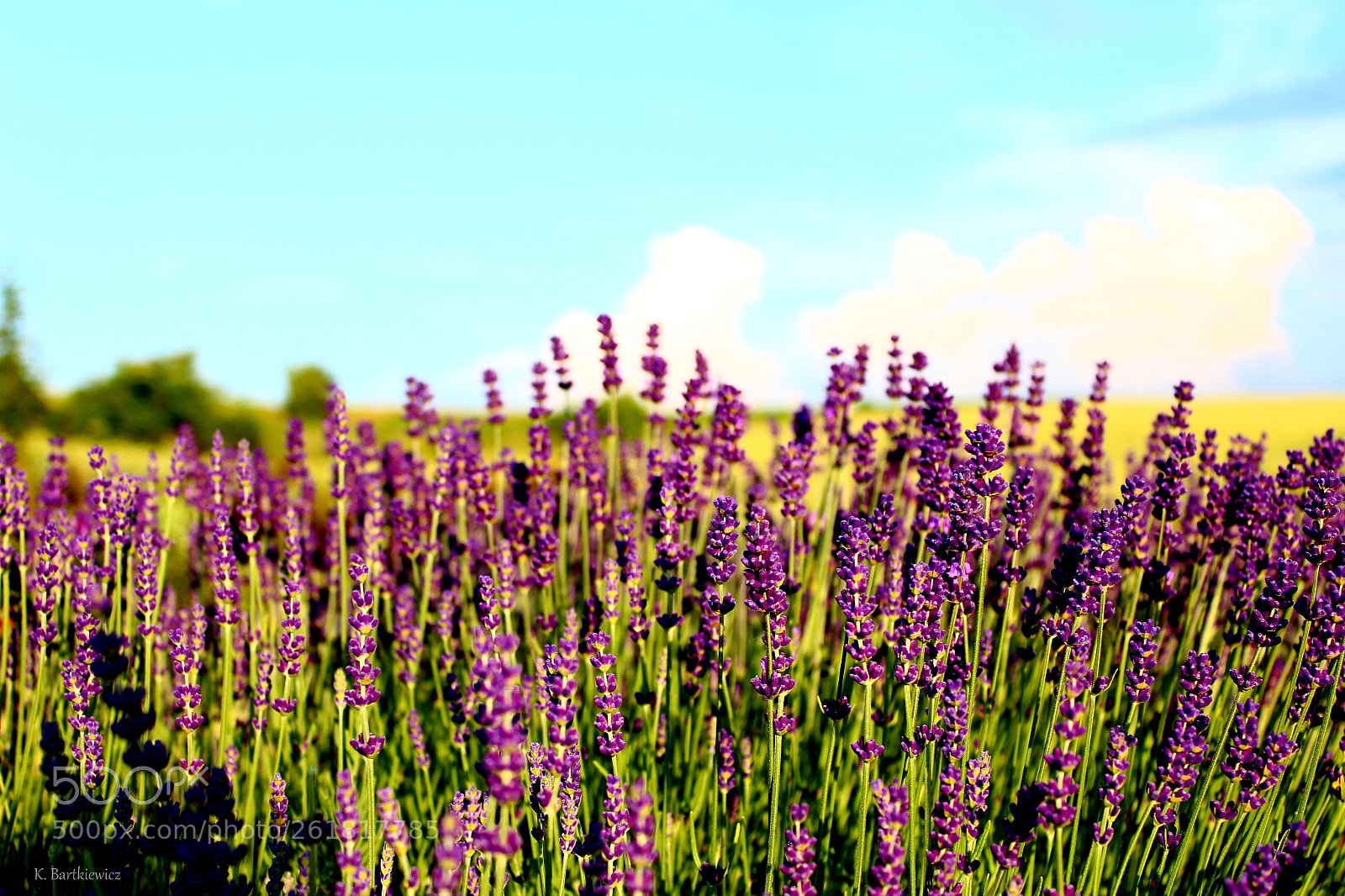 Canon EOS 1300D (EOS Rebel T6 / EOS Kiss X80) sample photo. Lavender photography